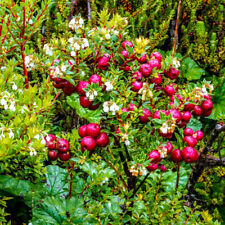 strawberry tree for sale  IPSWICH