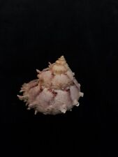 sea shell Bolma girgyllus, 53.0mm, used for sale  Shipping to South Africa