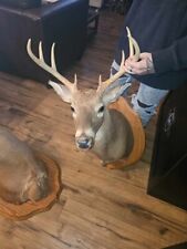 Whitetail deer shoulder for sale  Henderson