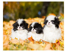 Japanese chin puppies for sale  Wyoming
