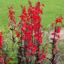 Lobelia fulgens queen d'occasion  Pouzauges