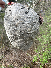 Hornet nest wasps for sale  Belfast