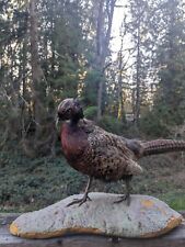 Ringneck rooster pheasant for sale  Maple Valley