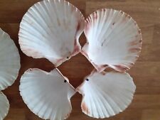 Scallop shells washed for sale  KING'S LYNN