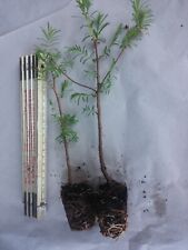 5stück metasequoia glyptostro gebraucht kaufen  Jettingen-Scheppach