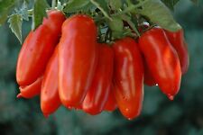 Tomatoes san marzano for sale  CHESTERFIELD