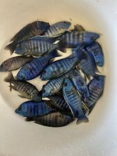 Blue peacock cichlid for sale  Buhl