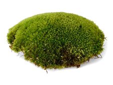Live cushion moss for sale  LONDON
