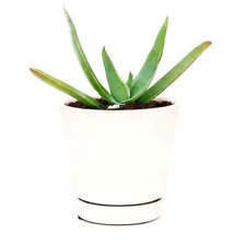 Coral aloe aloe for sale  Lake Forest