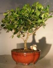 Dwarf apple bonsai for sale  Patchogue