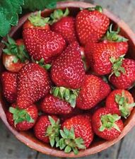strawberry starts for sale  Gettysburg