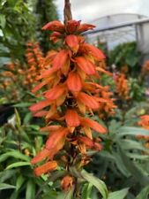 Isoplexis canariensis bella for sale  BECCLES