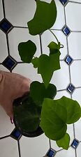 English ivy live for sale  Oakdale