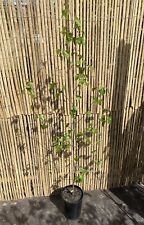 Betula pendula silver for sale  SOUTHAMPTON