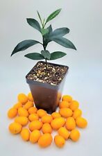 Nagami kumquat seedling for sale  Bangor