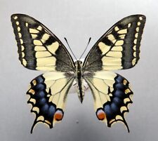 PAPILIONIDAE PAPILIO SYRIACUS MALE Balkan Penninsula Pasman Island for sale  Shipping to South Africa