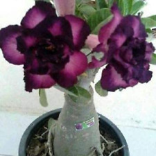 Thronesfarm purple black for sale  Denver