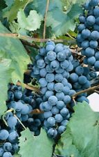 Unrooted concord grape for sale  Elizabeth