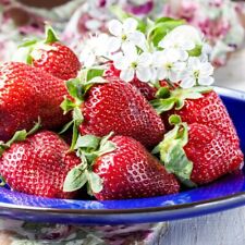 Strawberry korona grow for sale  IPSWICH