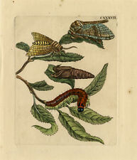 Antique print insects d'occasion  Expédié en Belgium