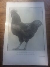Antique poultry 1920 for sale  HULL