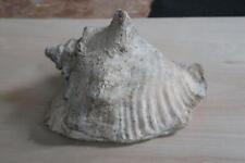Ancien coquillage strombus d'occasion  France