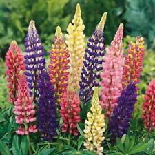 Lupin legendary mix for sale  DUNGANNON
