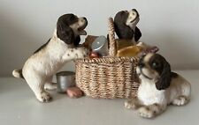 Springer spaniel dogs for sale  ABERYSTWYTH