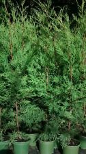 Leylandii conifer hedging for sale  MARCH