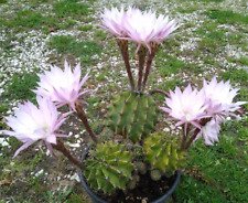 Cactus echinopsis oxigona usato  Roma