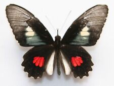 Butterfly male parides for sale  Shipping to Ireland