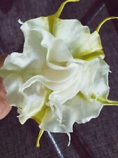 Brugmansia creamy lemon for sale  Shipping to Ireland