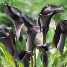 Zantedeschia black flower for sale  KING'S LYNN