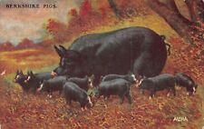 Berkshire pigs piglets for sale  Midlothian