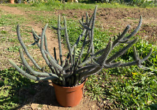 Euphorbia baioensis pianta usato  Menfi