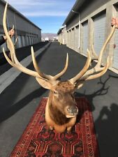 Elk shoulder mount for sale  Park City