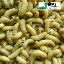Live waxworms wax for sale  Lakeside Marblehead