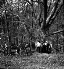 Promenade bois forêt d'occasion  Nancy-
