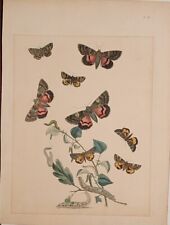 Used, Plate from British Moths and their Transformations. Volume I (1845). Plate 56: for sale  Shipping to South Africa