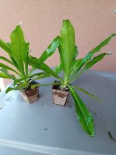 Live plants pot for sale  Vero Beach