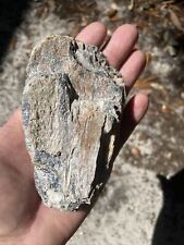 Partial florida fossil for sale  Pinellas Park