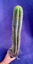 Columnar cactus plant for sale  PENZANCE
