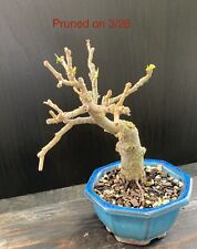 Ficus microcarpa shohin for sale  Miami