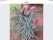 Aloe speciosa plants for sale  PENZANCE