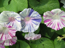 Morning glory carnevale for sale  NEWPORT
