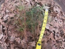 Loblolly pine tree for sale  Pinson