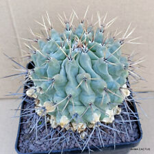 A7689 THELOCACTUS LOPHOTHELE pot 14 cm H 12 cm W 12,5 cm MaMa Cactus for sale  Shipping to South Africa