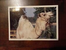 ägypten kamel gelaufen gebraucht kaufen  München
