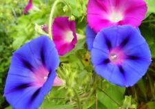 Classic morning glory for sale  PORTSMOUTH