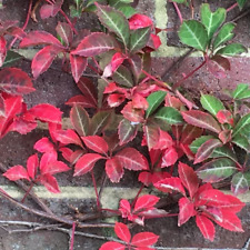 Parthenocissus henryana chines for sale  KING'S LYNN